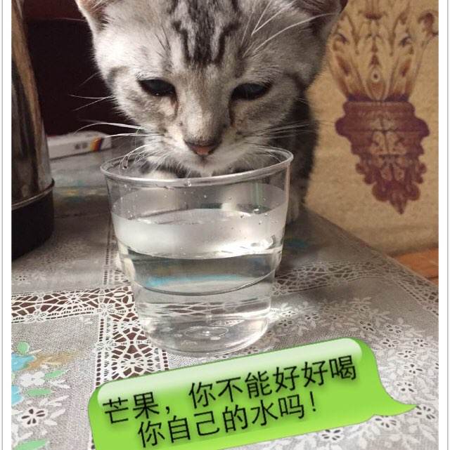 UniversityofEssex社会学文凭证书